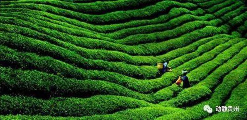 贵州茶叶:从深山走来的绿色芬芳